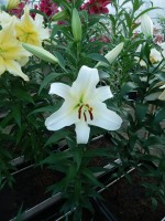 [4170 Hypnose VWS No01.JPG]